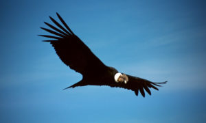 Colca Condor Coboyaca