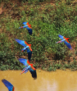 programas por ciudad tambopata candamo cultural collpa guacamayos puerto maldonado peruatravel turismo peru a travel pat0205 t